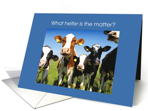 Get well soon farmer cow humor, herd of heifers peering... (1216654)