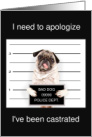 Dog apology, pug mugshot, been castrated joke, black, white, card