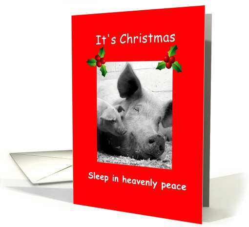Christmas pigs sleeping, hogs sleeping in heavenly peace,... (872276)