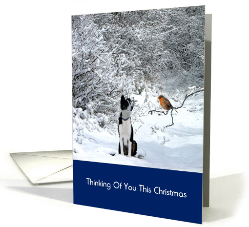 Christmas collie and robin in snow, thinking of you this... (878194)
