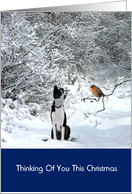 Christmas collie and robin in snow, thinking of you this christmas, card