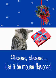 Christmas cat prayer...