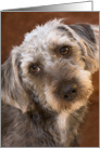 Blank Greeting Card - Cute Pup card