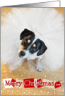 Humorous Christmas Card - Dog Wearing a Tutu card