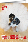 Humorous Christmas Card - Dog Wearing a Tutu - Red and White card