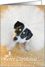 Humorous Christmas Card - Dog Wearing a Tutu - Gold and White card