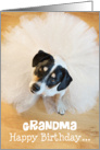 Grandma Humorous Birthday Card - Dog Wearing a Tutu card