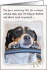 Humorous Christmas Card - Dog Pondering Life,The Universe and All That card