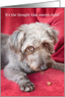 Humorous Birthday Card - Cheeky Pup Eats Half the Treat card