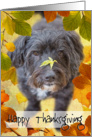 Humorous Thanksgiving Card - Dog with Leaf on Nose card