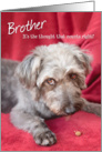 Brother Humorous Birthday Card - Cheeky Pup Eats Half the Treat card