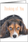 Thinking of You Card - Beautiful Dog with Soulful Eyes card