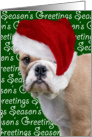 Christmas Card - English Bulldog card