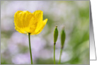 Blank Note Card - Yellow Welsh Poppy card