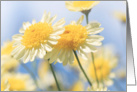 Blank Note Card - Sunlit Yellow Marguerite Daisy Flowers card