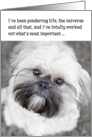 Funny Birthday Card - Shih Tzu Pondering Life and The Universe card