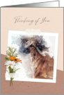 Thinking of You Golden Lurcher Dog card