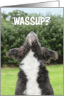 Wassup Dog Looking Up Hi Hello How Are You card