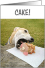 Greyhound Dog Birthday Cake card