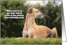 Funny Greyhound Dog Birthday card