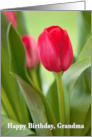 Grandma Birthday Card - Tulips and Green Leaves card