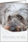 Thinking of You Card - Soulful Looking Scruffy Pup card