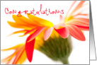 Congratulations Card - Crazy Flower card