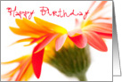 Birthday Card - Crazy Flower card