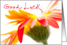 Good Luck Card - Crazy Flower card