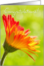 Congratulations Card - Flower in the Sunshine card