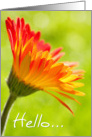Hello Card - Flower in the Sunshine card