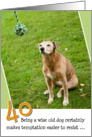 40th Birthday Card - Humorous Old Dog Resists Temptation card