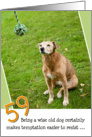 59th Birthday Card - Humorous Old Dog Resists Temptation card