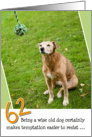 62nd Birthday Card - Humorous Old Dog Resists Temptation card