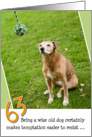 63rd Birthday Card - Humorous Old Dog Resists Temptation card