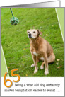 65th Birthday Card - Humorous Old Dog Resists Temptation card