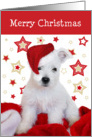 Christmas Card - Westie Puppy in Santa Hat with Stars Background card