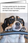Birthday Card - Humorous Dog Pondering Life card