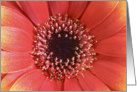 Birthday Card - Floral Close Up card