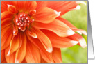 Birthday Card - Beautiful Dahlia Flower card