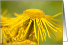 Blank Greeting Card - Yellow Flowing Floral card
