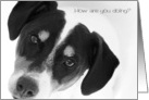 Just To Say Hi, Greeting Card - Cute Jack Russell Terrier card