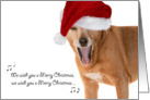 Christmas Card - Singing Rescue Dog in Santa Hat card