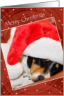 Christmas Card - Snoozing Jack Russell Terrier in Santa Hat card