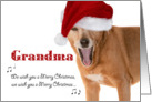 Merry Christmas Grandma - Singing Dog in Santa Hat - Humorous card