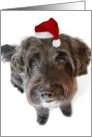 Humorous Christmas Card - Hairy Dog in Tiny Santa Hat card