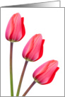Blank Greeting Card - Red Tulip Trio card