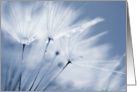 Blank Greeting Card - Blue Dandelion Clock card