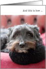 Humorous Birthday Card - Clever Dog card