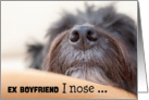 Ex Boyfriend Humorous Birthday Card - The Dog Nose card